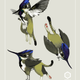 Image for article titled Tiny Griffin Is Part Cat, Part Hummingbird—And Entirely Adorable
